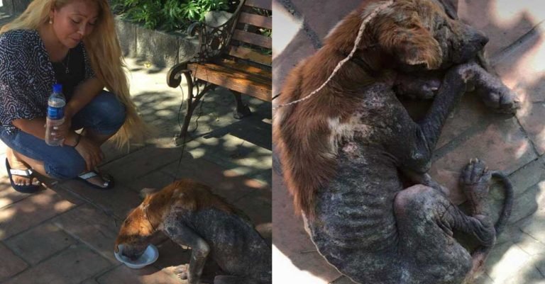 Todos hacían a un lado a este perro sin hogar debido a su apariencia, pero una mujer hizo la diferencia