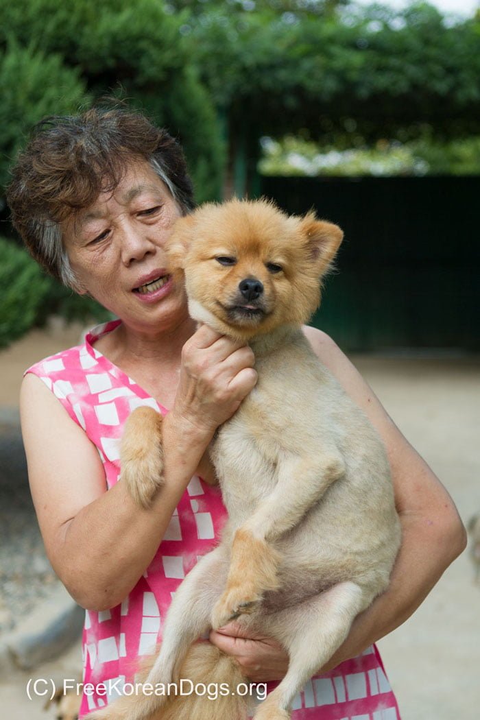 Esta mujer salva a perros sin hogar en Corea del Sur