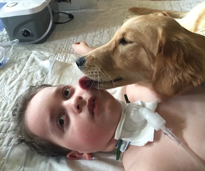 Esta perra ayuda a un niño con parálisis