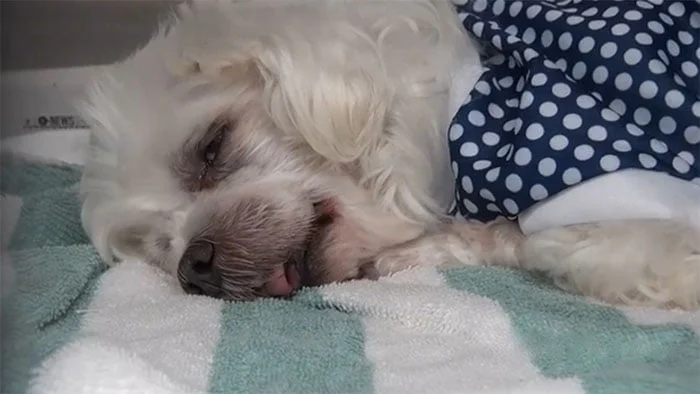 Esta perra está muy triste en un refugio