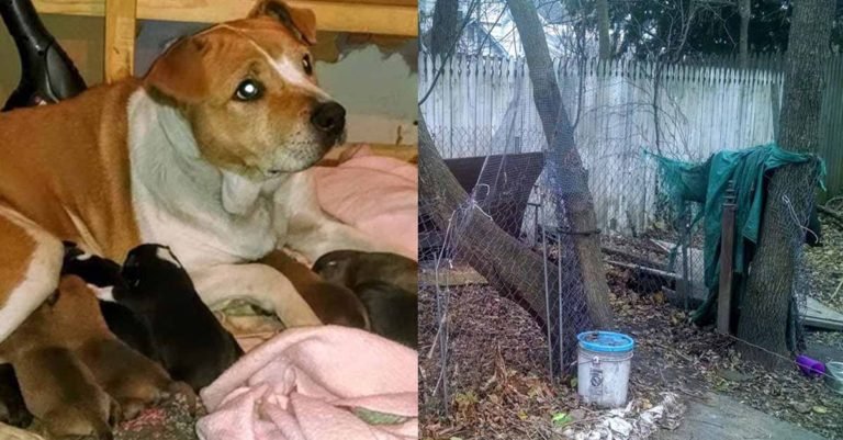 La familia de esta perra se mudó dejándola encadenada y embarazada, pero fue rescatada