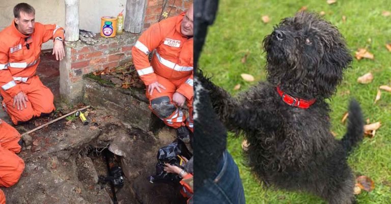 Equipos de rescate tardaron 9 horas en salvar a una perra que se había quedado atrapada en un túnel de 15 pies de profundidad
