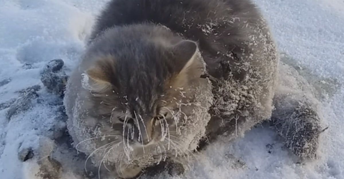Este gato tenía sus patas congeladas y era incapaz de movilizarse