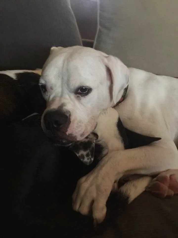 Este pit bull sin hogar se encontraba muy mal, pero fue rescatado por la policía y ha tenido una estupenda recuperación 3 Este perro desea ser adoptado