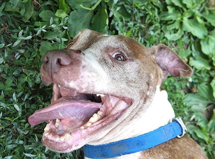 Este perro deseaba encontrar un hogar