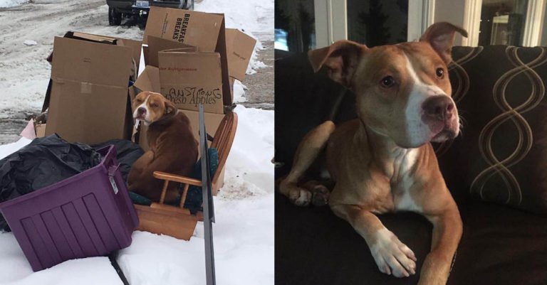 Este perro fue rescatado después de que su familia lo dejó abandonado con la basura