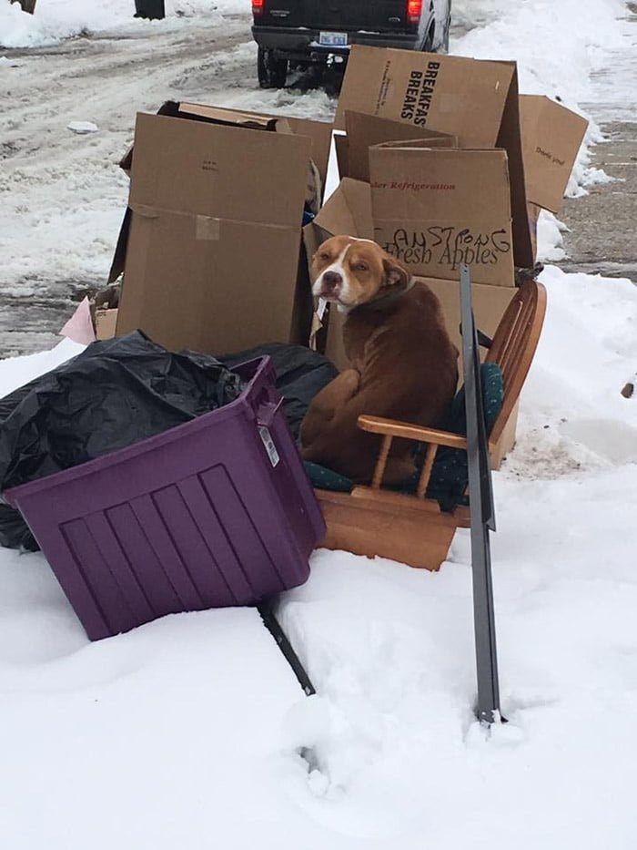 Este perro fue abandonado con la basura