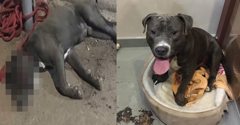 Alguien vio que maltrataban a este perro y gracias a que hizo lo correcto ahora está a salvo