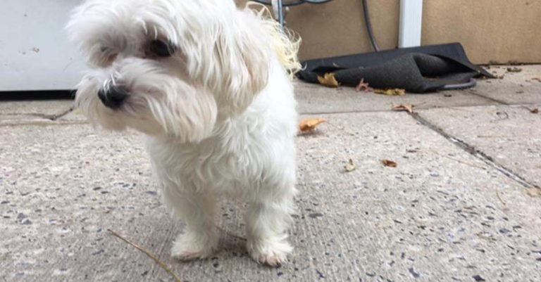Este perro llamado Billy fue dejado en un refugio siete veces por su antigua familia