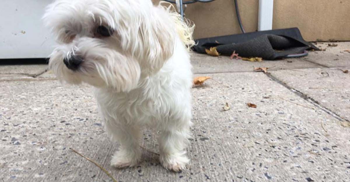 Este perro fue dejado en un refugio siete veces por una misma familia