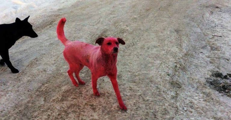 Perro sin hogar fue teñido de color rosa y la policía busca a los responsables