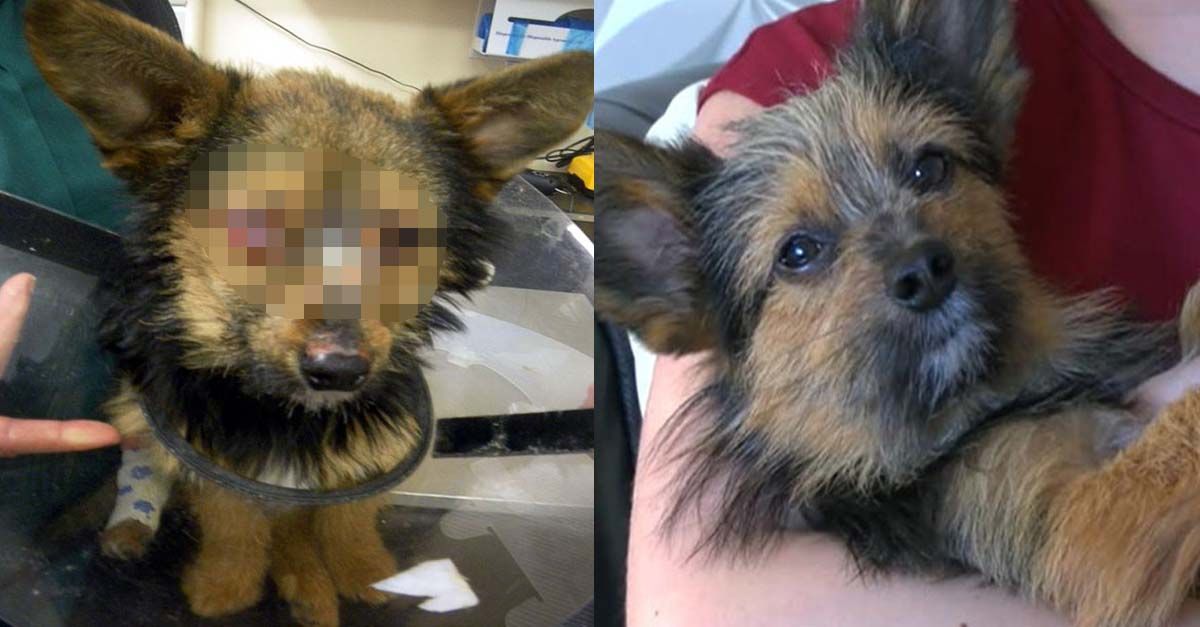 Este perro fue torturado por un grupo de adolescentes drogados