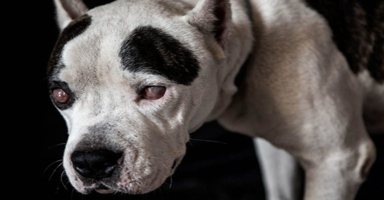 Este pit bull invidente llamado Bebé era vilmente maltratado y utilizado como sparring de perros de pelea