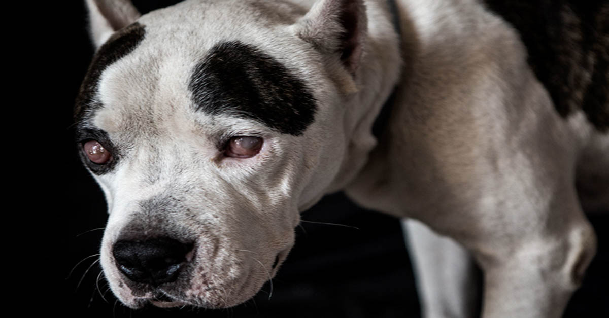 Este perro invidente era utilizado como un bufón para los perros de pelea