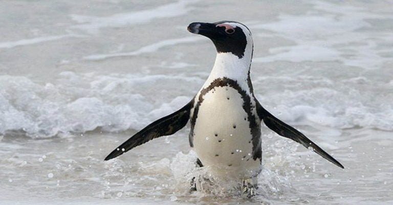 Esta es la hermosa historia de un profesor británico y su mejor amigo Juan Salvador Pingüino