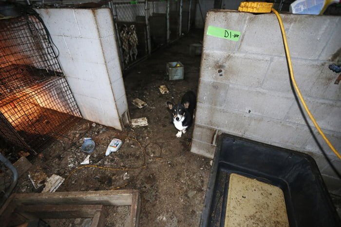 Estos perros vivían en terribles condiciones