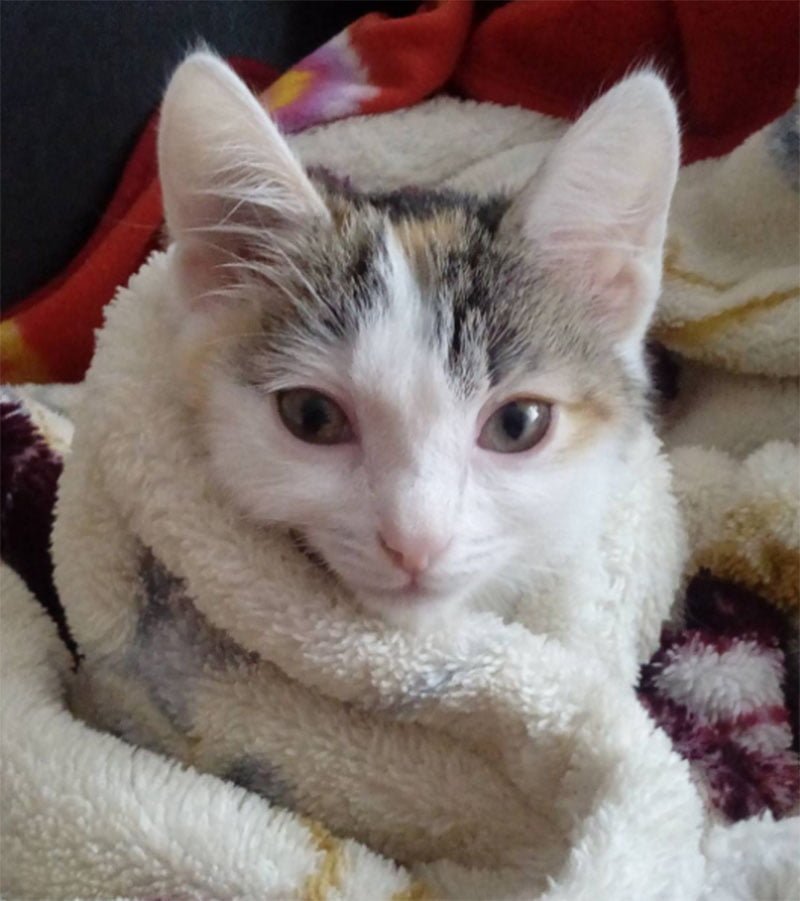 Gatita rescatada Gatita rescatada