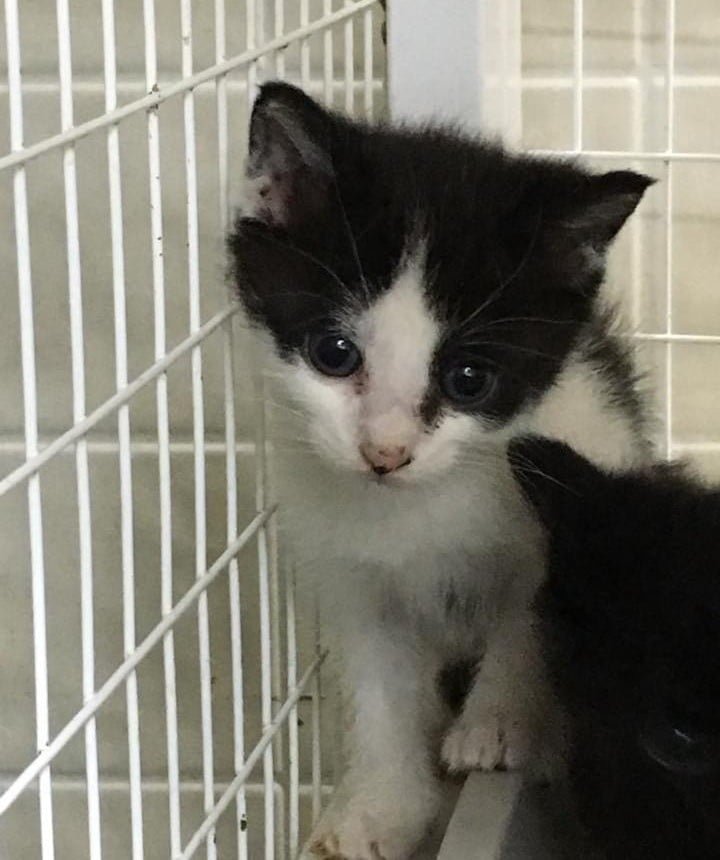 Gatito