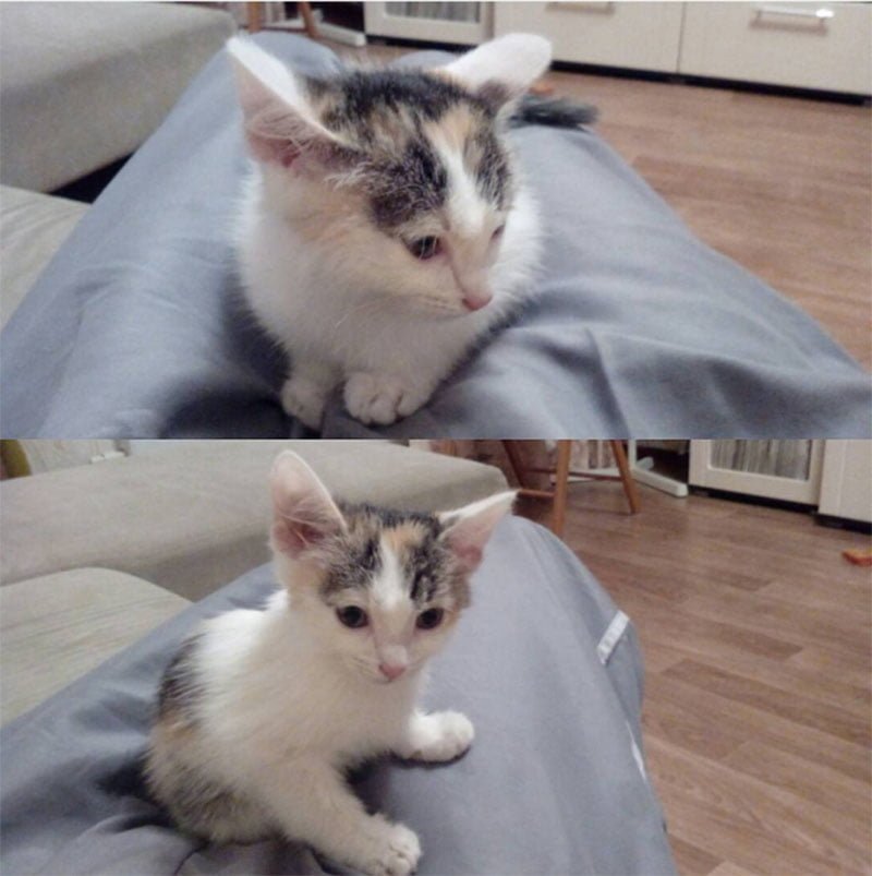gatito gatito