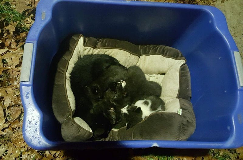Gatitos abandonados Gatitos abandonados