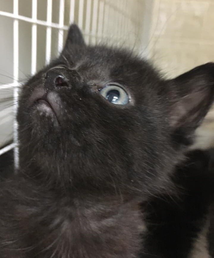 Gatitos