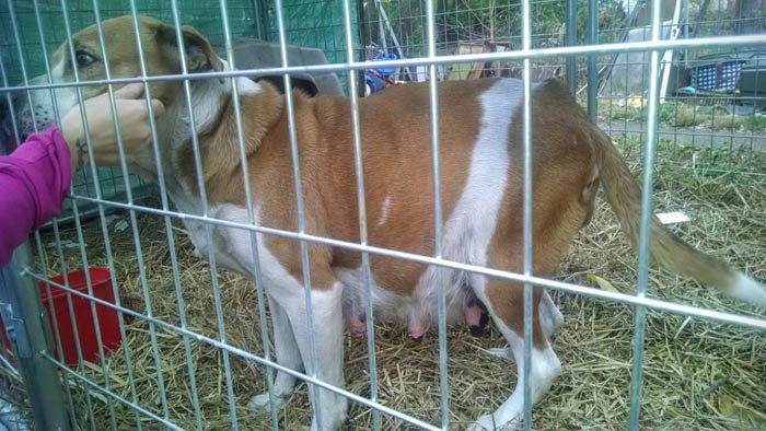 Harley estaba embarazada y la abandonaron