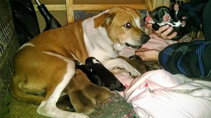 Harley tuvo a ocho preciosos cachorros