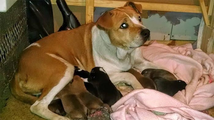 Harley y sus cachorros