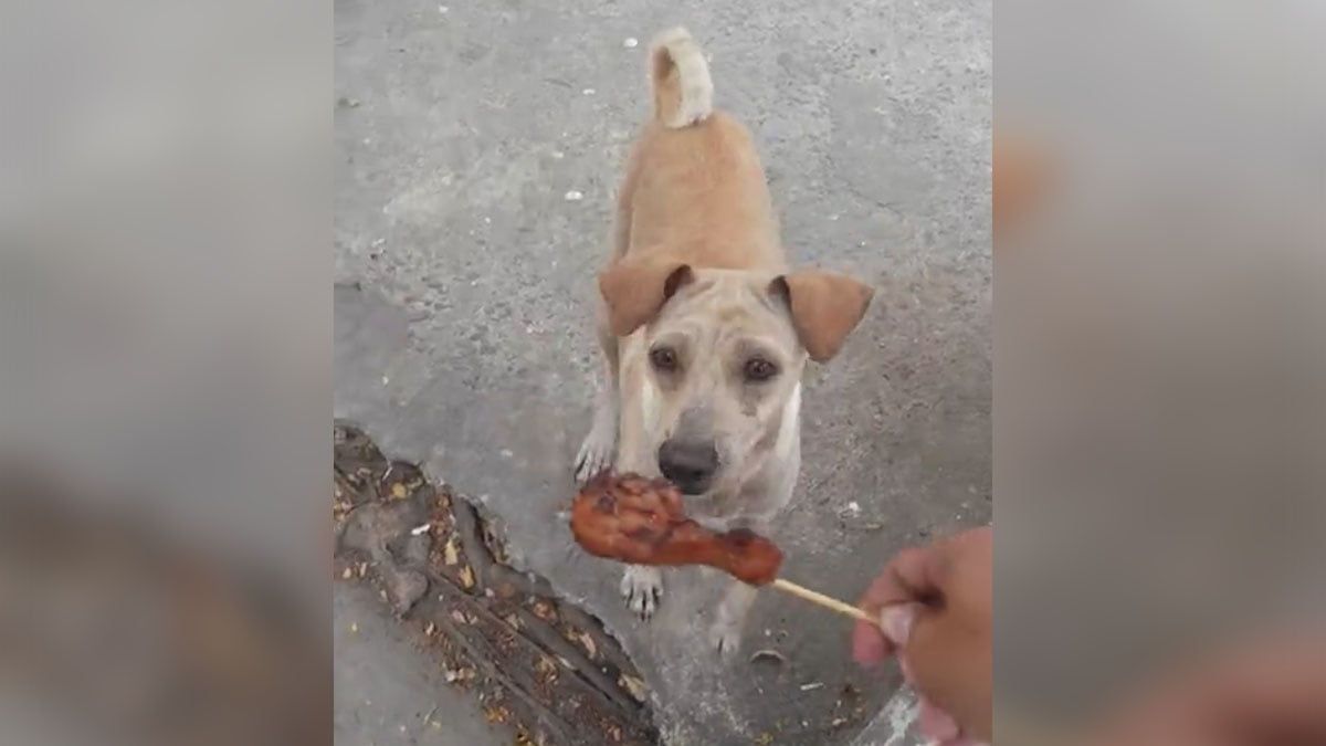 Hombre brinda comida a una perra hambrienta y ella la lleva a sus cachorros