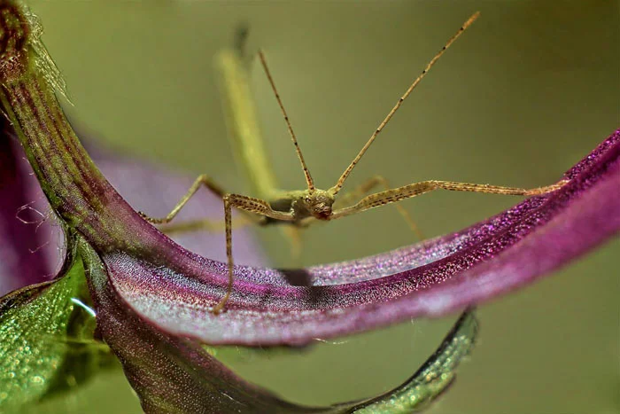 Insecto palo