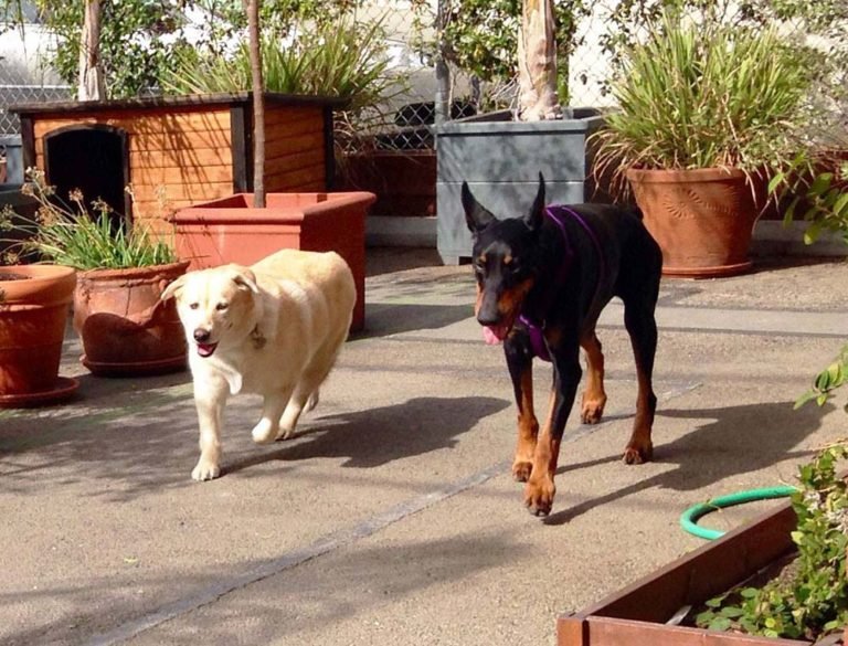Este perro Doberman paralítico aprendió a caminar de nuevo, nunca se dio por vencido