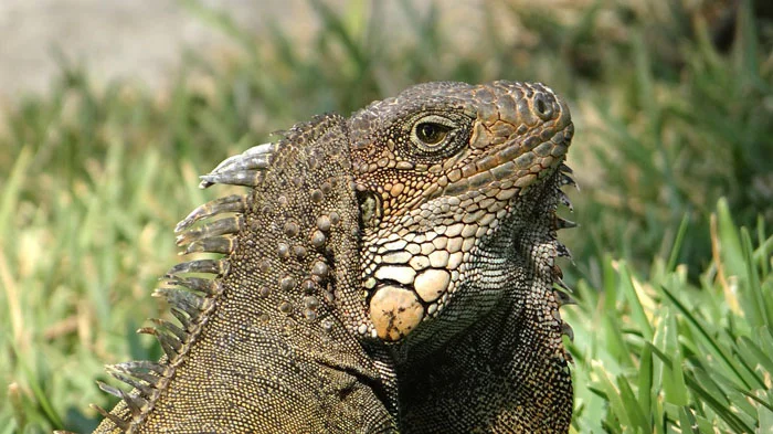 Lagarto