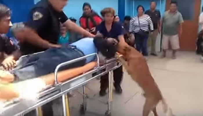 Estos dos perros fieles acompañaron a su padre humano herido al hospital, incluso se subieron a la ambulancia 5 Los dos perros intentaban lamer el rostro de su padre humano