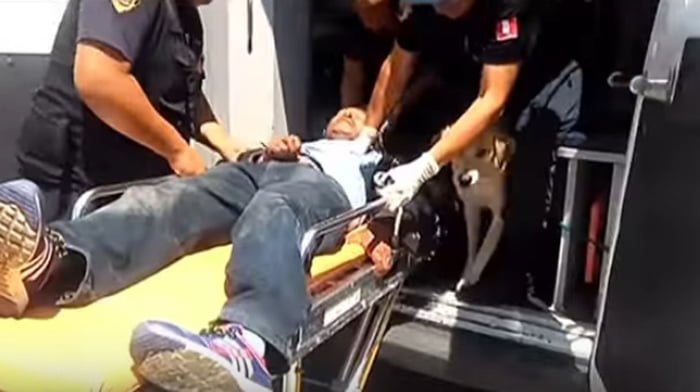 Estos dos perros fieles acompañaron a su padre humano herido al hospital, incluso se subieron a la ambulancia 4 Los dos perros lo acompañaron en la ambulancia