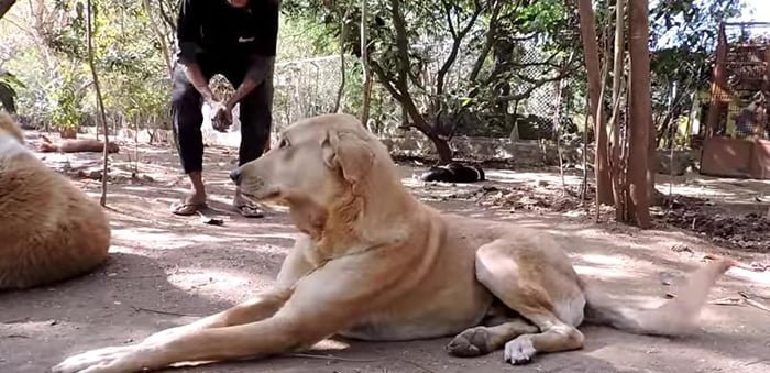 Este perro sin hogar tenía un absceso gigante debajo de su barbilla, pero ahora es un perro completamente diferente 3 Mango