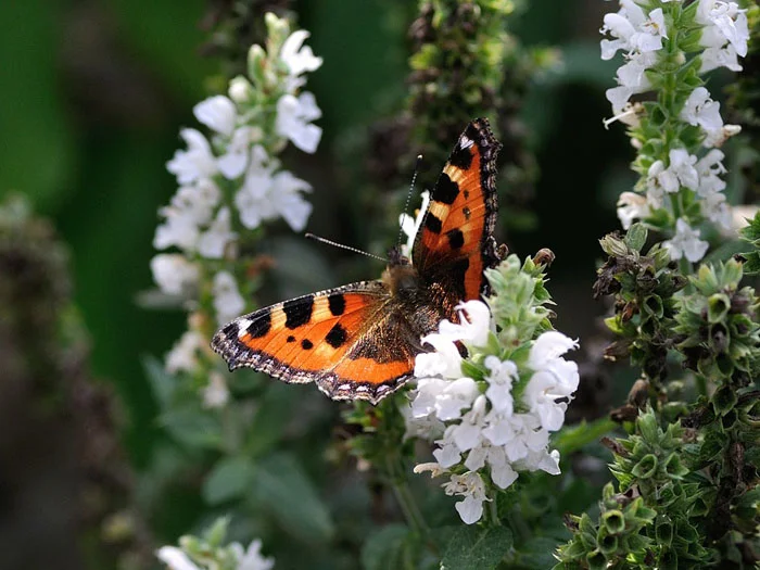 Mariposa