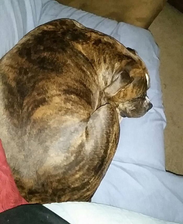Esta fiel perra fue a visitar a su amado padre humano al hospital para darle el último adiós 8 Mollie