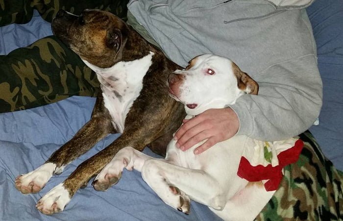 Esta fiel perra fue a visitar a su amado padre humano al hospital para darle el último adiós 6 Mollie