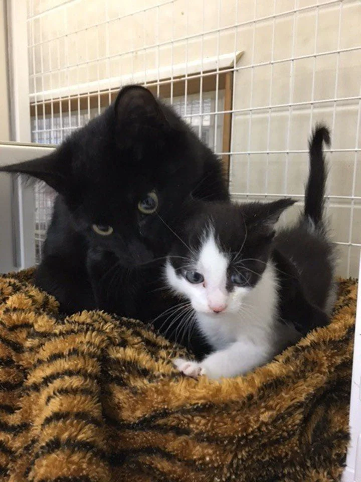 Mrs. Doubtfire y uno de los gatitos