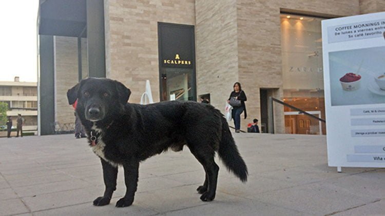 Negrito nel centro commerciale