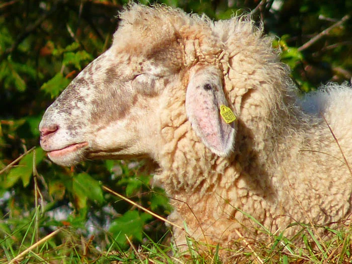 Oveja