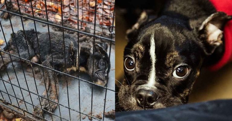 Perrita encontrada encerrada en una jaula cubierta de heces se transforma gracias al amor