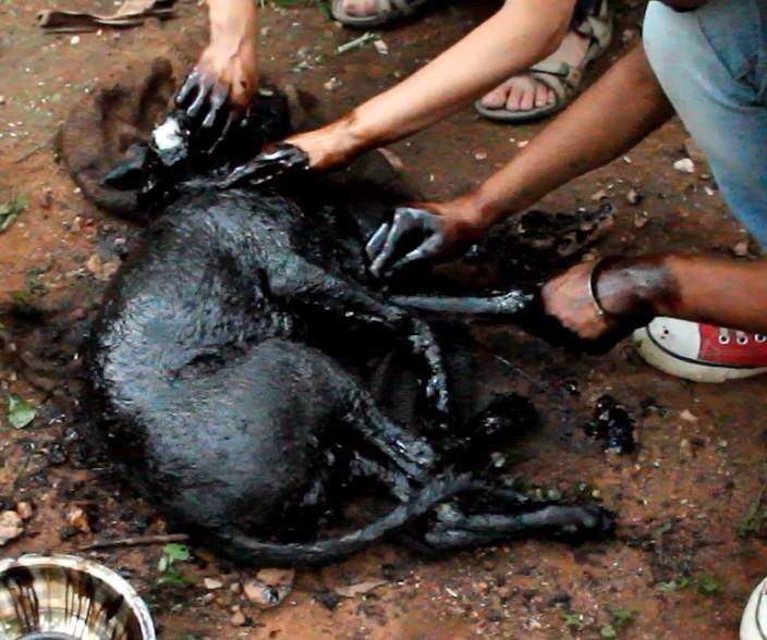 Perro cubierto de alquitrán