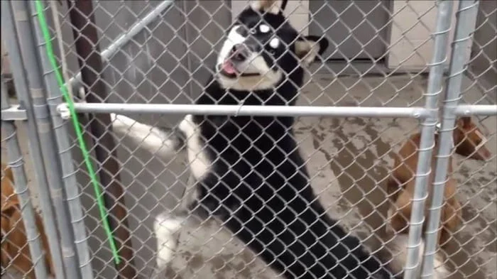 Perro esperando ser adoptado