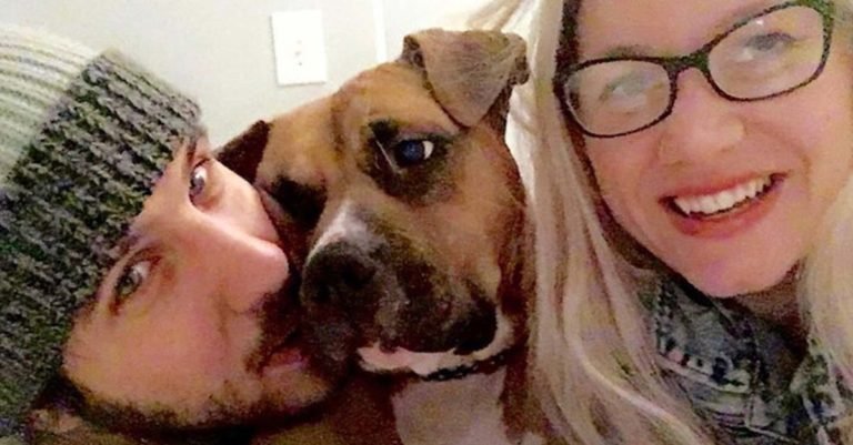 Este perro evitó que realizaran un robo en su hogar de acogida y decidieron adoptarlo para siempre