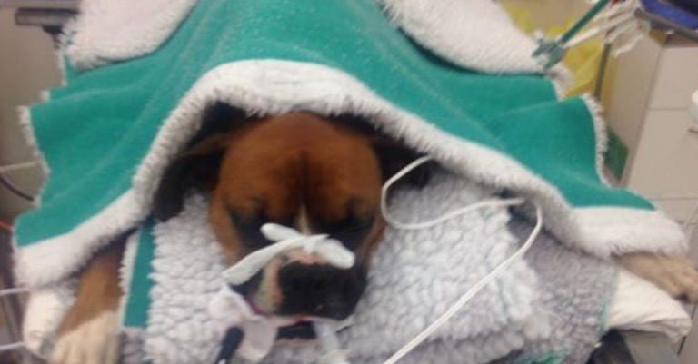 Este perro fue mordido por una serpiente venenosa al intentar proteger a una niña de dos años