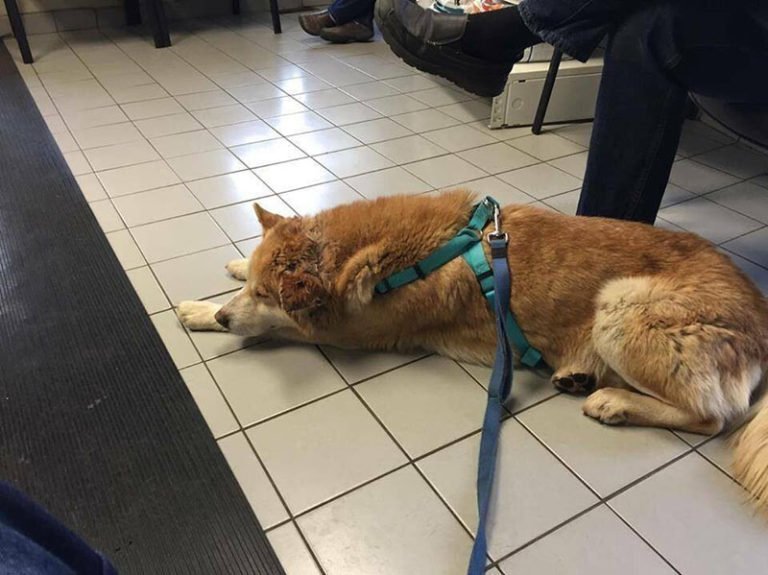 Este perro leal no quería abandonar el lugar donde su familia falleció, pero ahora consiguió una nueva