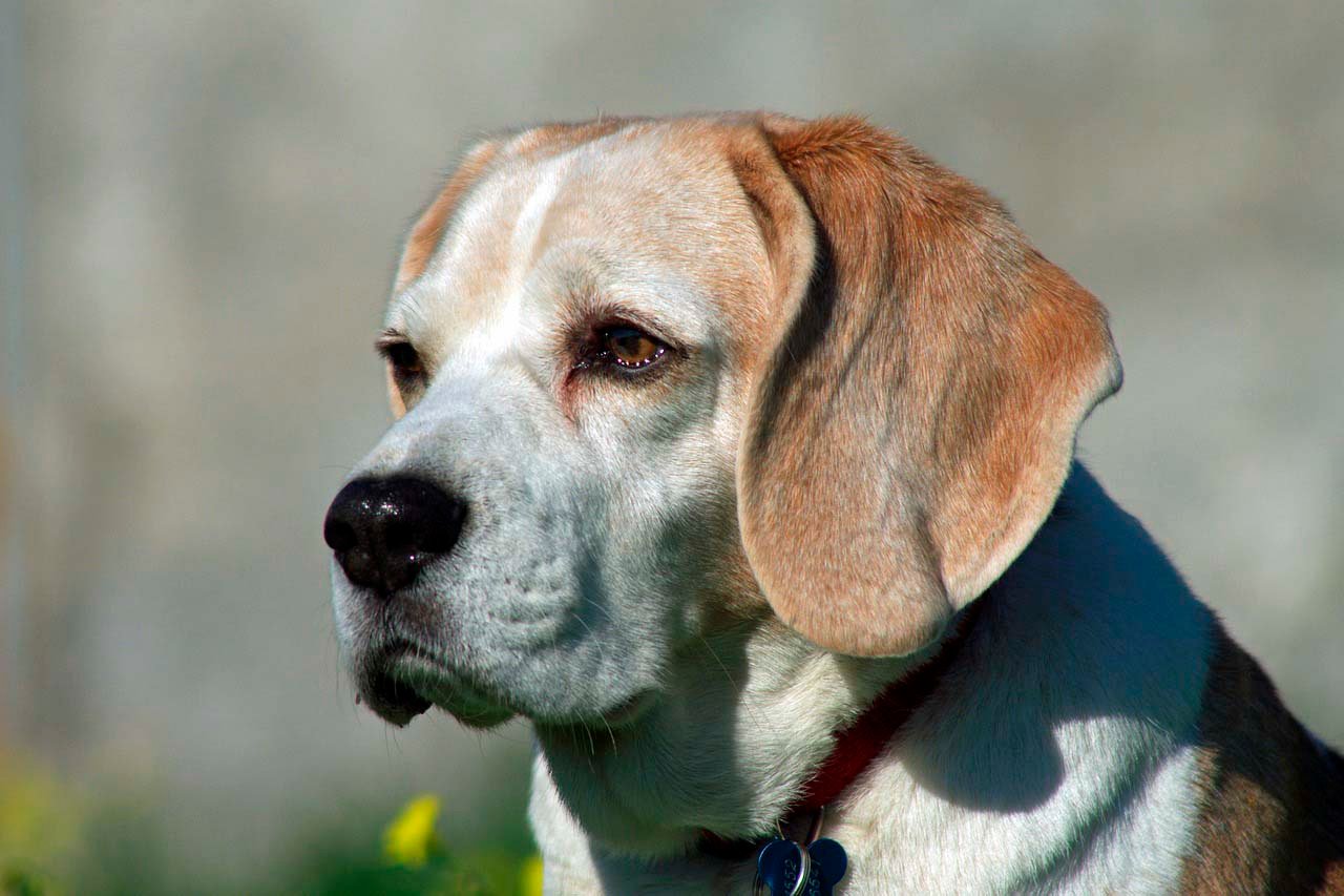 Perro mayor