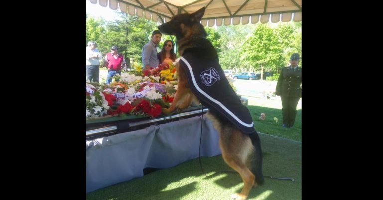 Este perro policial le dio emotivamente el último adiós a su adiestrador