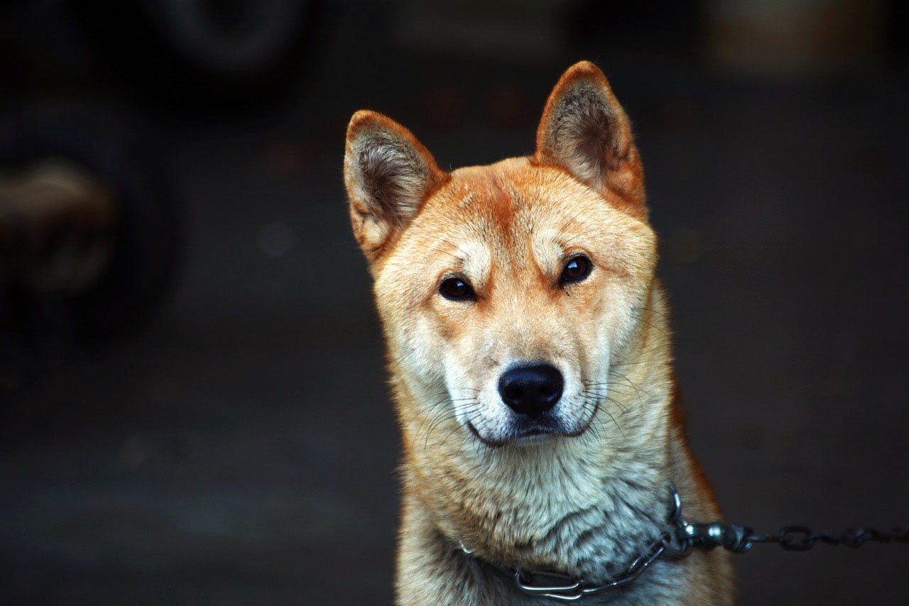Perro sin familia
